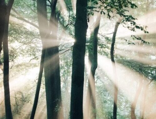 Tip voor Sinterklaas en Kerst: ‘Het Kralingse Bos. Portret van een boschpark’